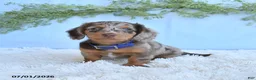 Miniature Dachshund dogs for sale: Rambo - Ad 5