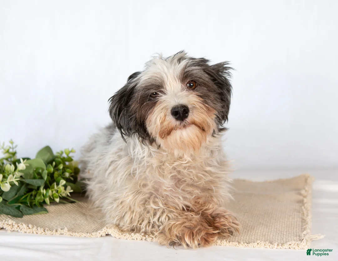 Havapoo dogs for sale: Jett - Ad 8