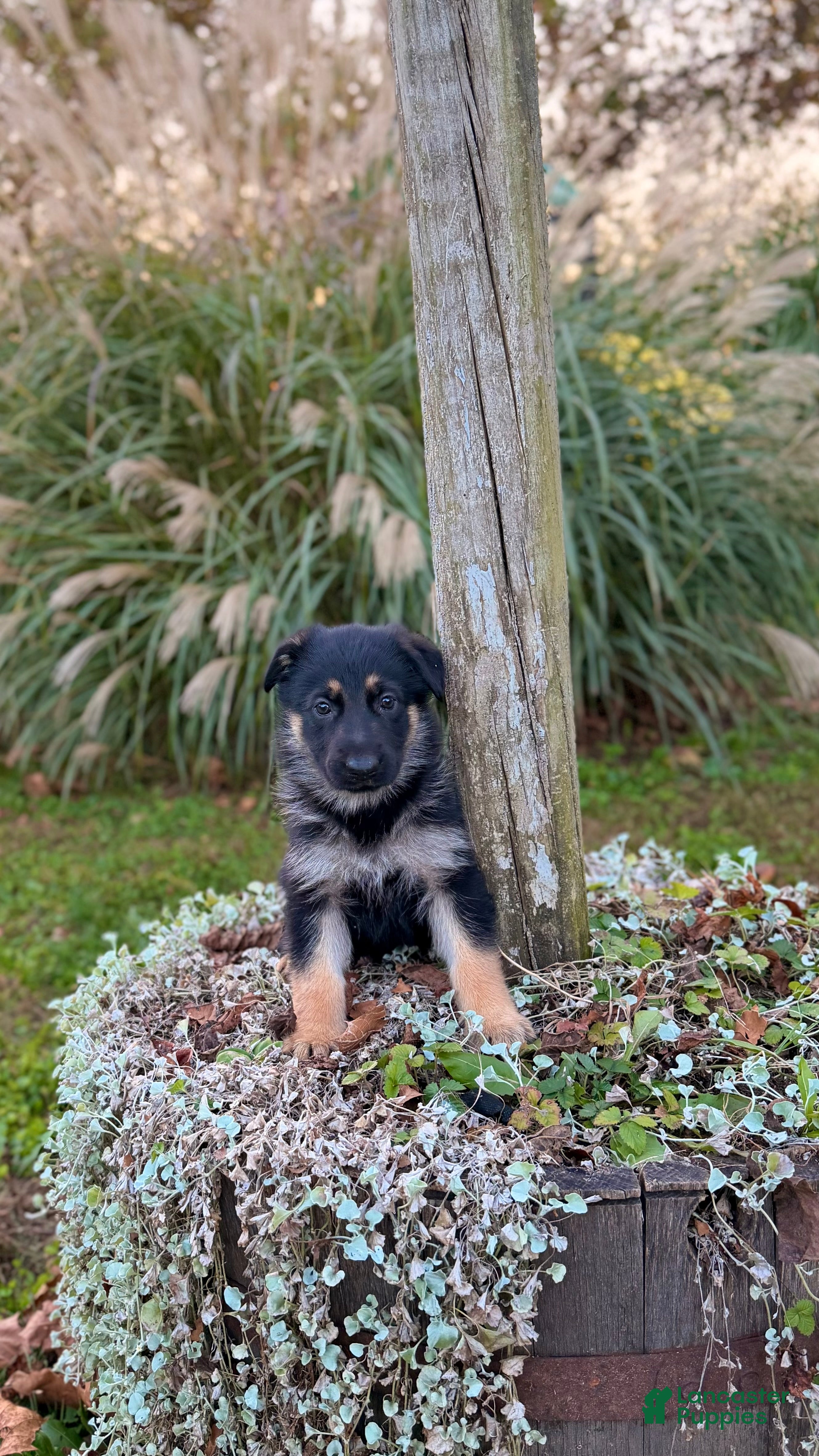 German Shepherd dogs for sale: Clover - Ad 2