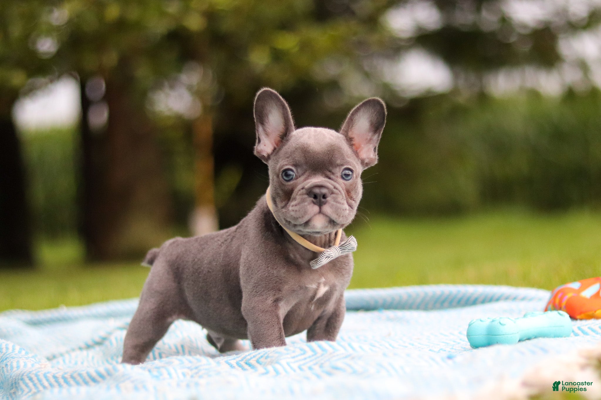 French Bulldog dogs Ollie - Ad 1