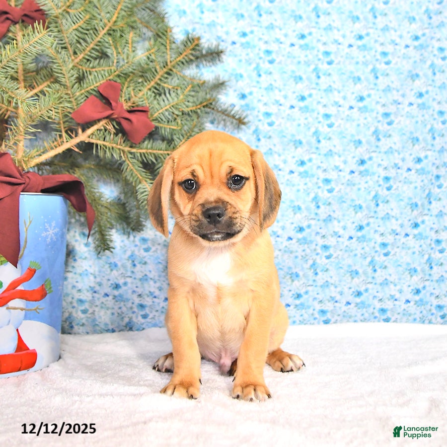 Puggle dogs Jody - Ad 2