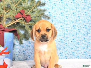 Puggle dogs Jody - Ad 5