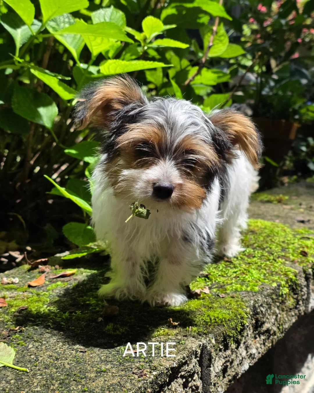 Yorkshire Terrier dogs for sale: Artemis (Artie) - Ad 1
