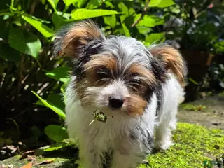 Yorkshire Terrier dogs for sale: Artemis (Artie) - Ad 2