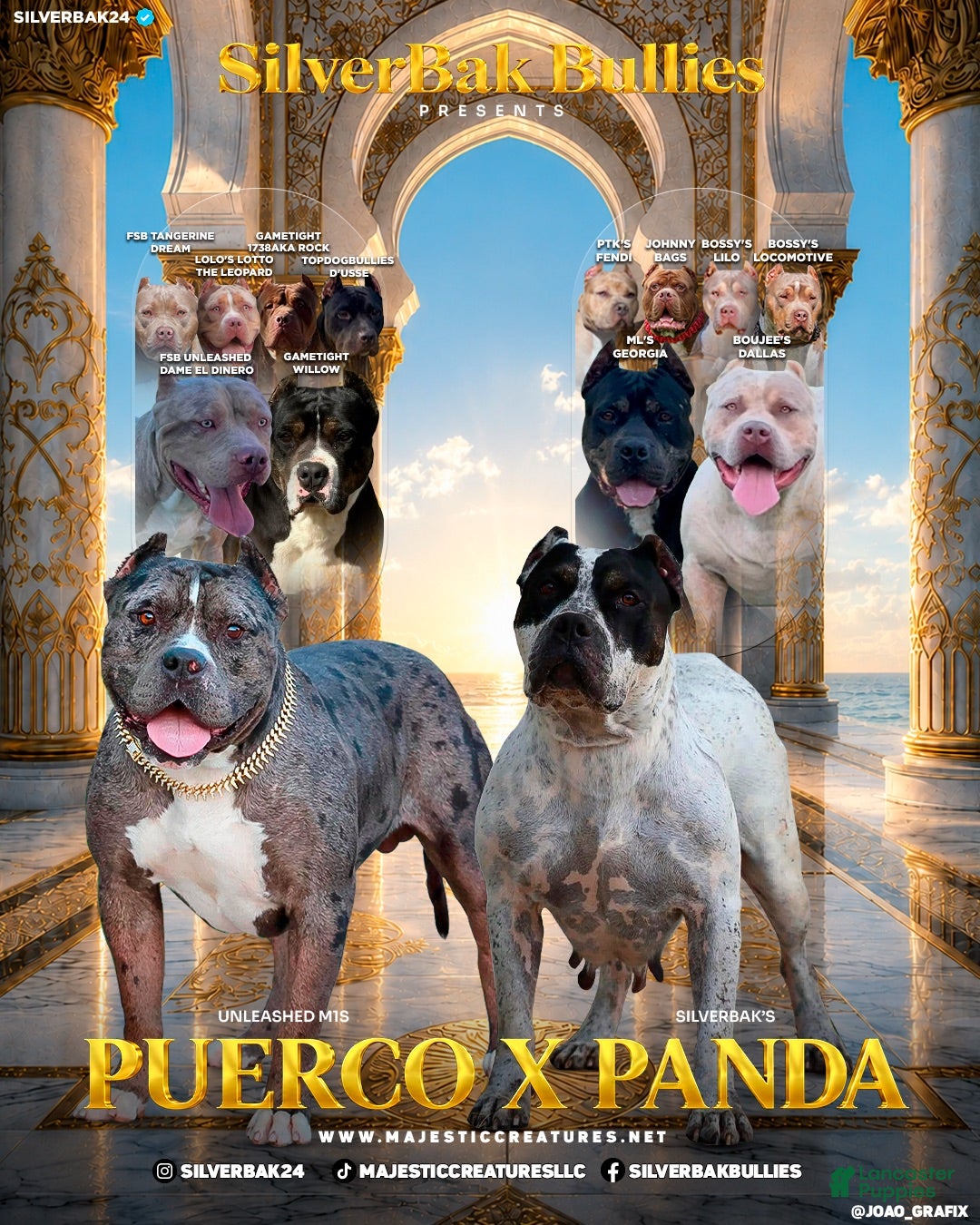 American Bully dogs Harmonoa - XL - ABKC - Ad 2