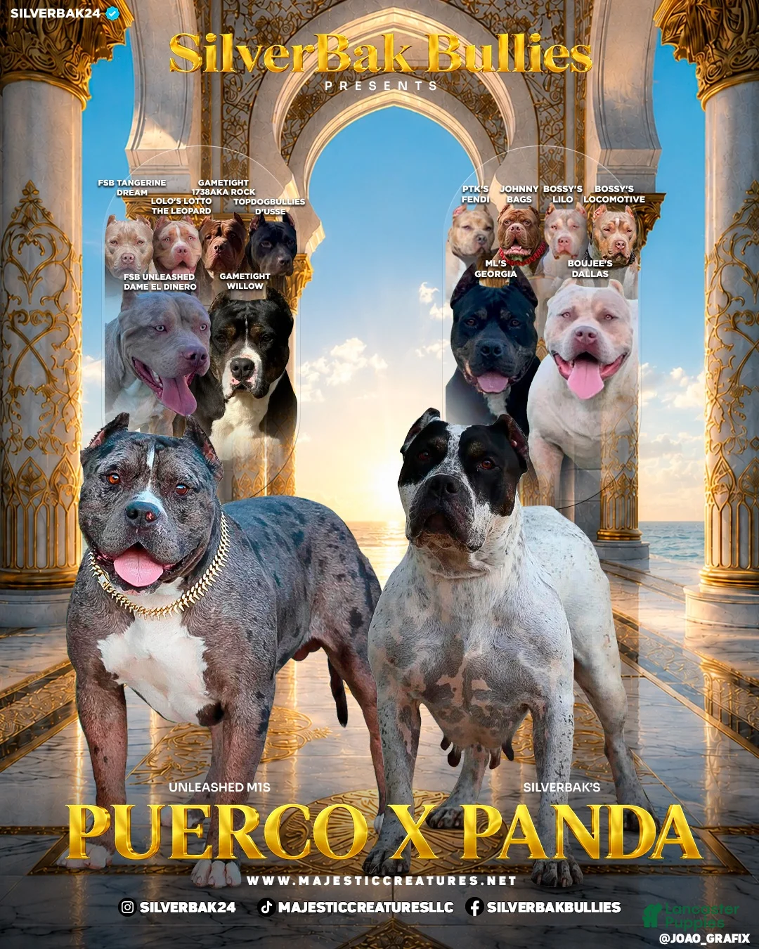 American Bully dogs for sale: Harmonia - XL - ABKC - Ad 2