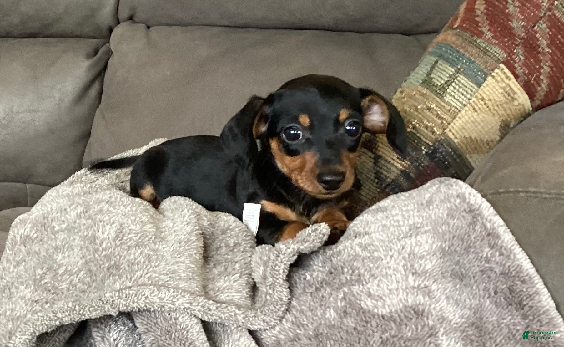 Miniature Dachshund dogs Micky - Ad 1