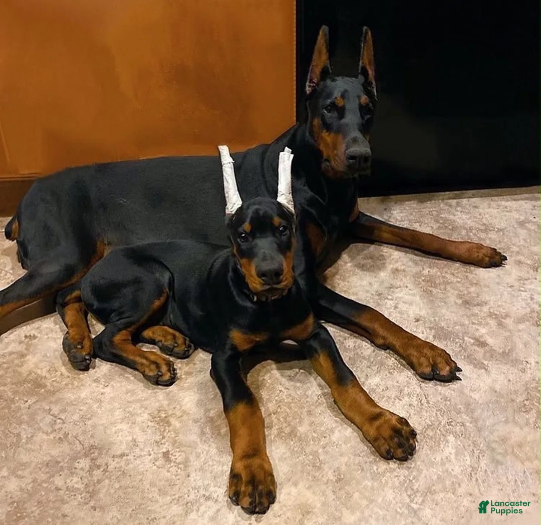 Doberman Pinscher dogs for sale: Doberman Pinscher 1 - Ad 2