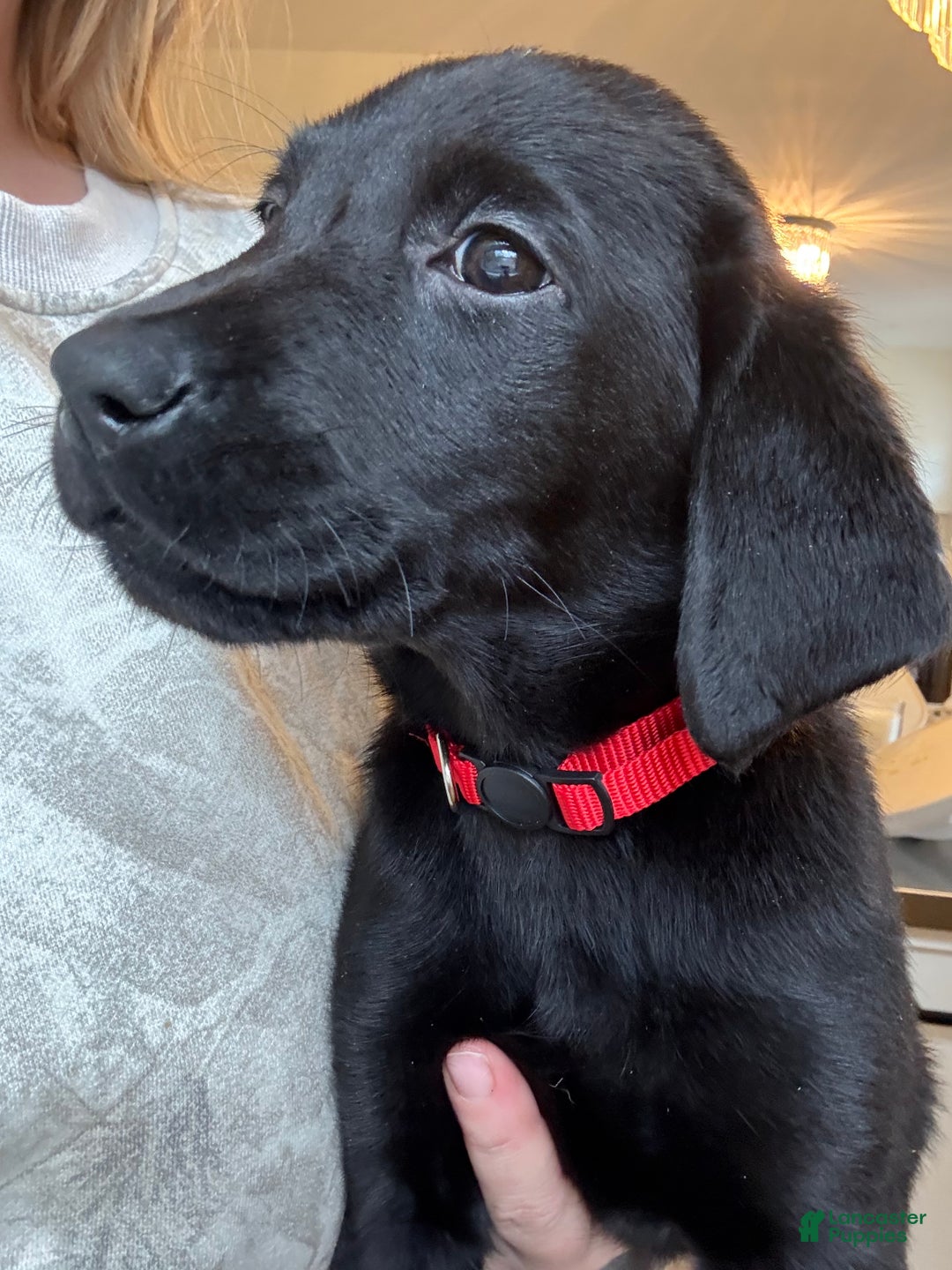 Labrador Retriever dogs for sale: Labrador Retriever Puppy- Red Collar - Ad 1