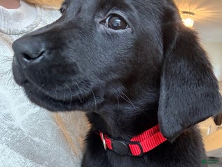Labrador Retriever dogs Labrador Retriever Puppy- Red Collar - Ad 4