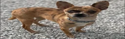 Mixed Breed dogs for sale: Mixed Breed 1 - Ad 3