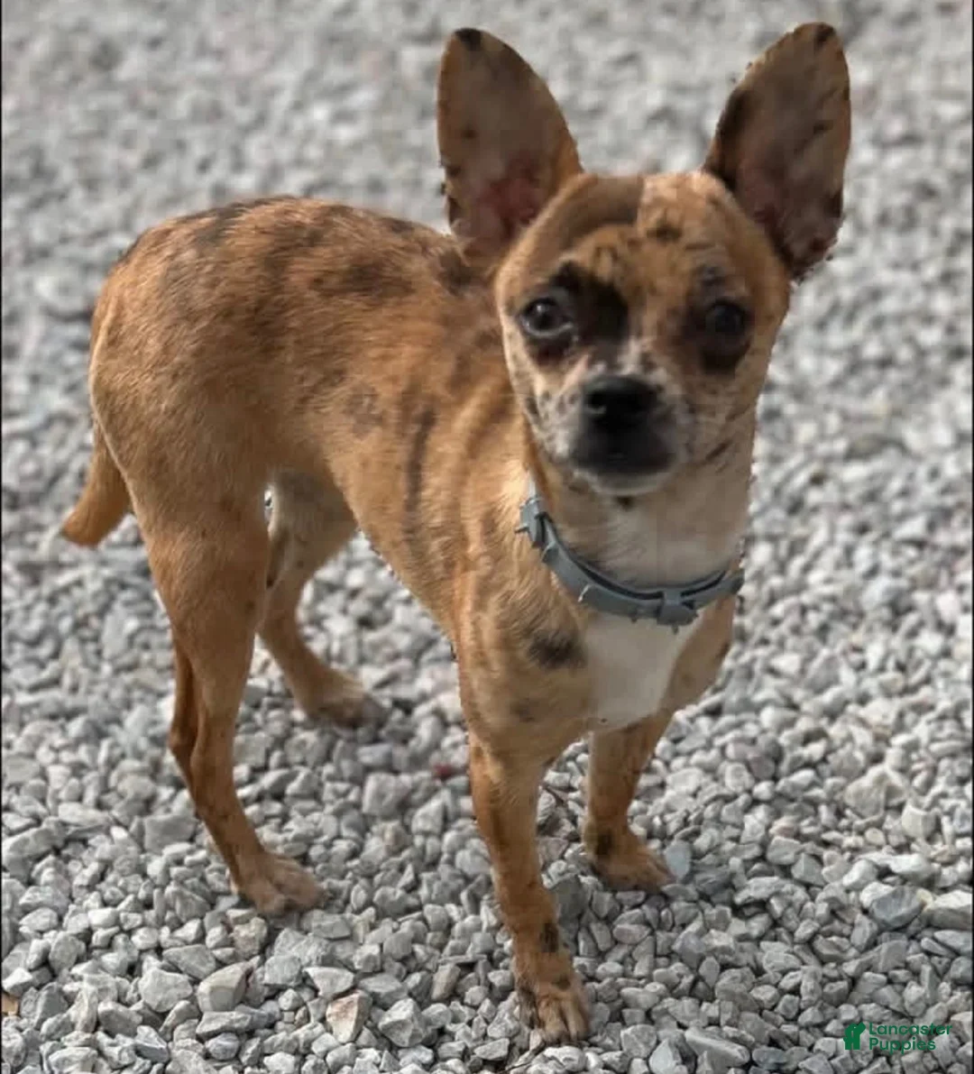 Mixed Breed dogs for sale: Mixed Breed 2 - Ad 3