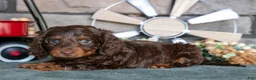 Miniature Dachshund dogs for sale: Juliana - Ad 2