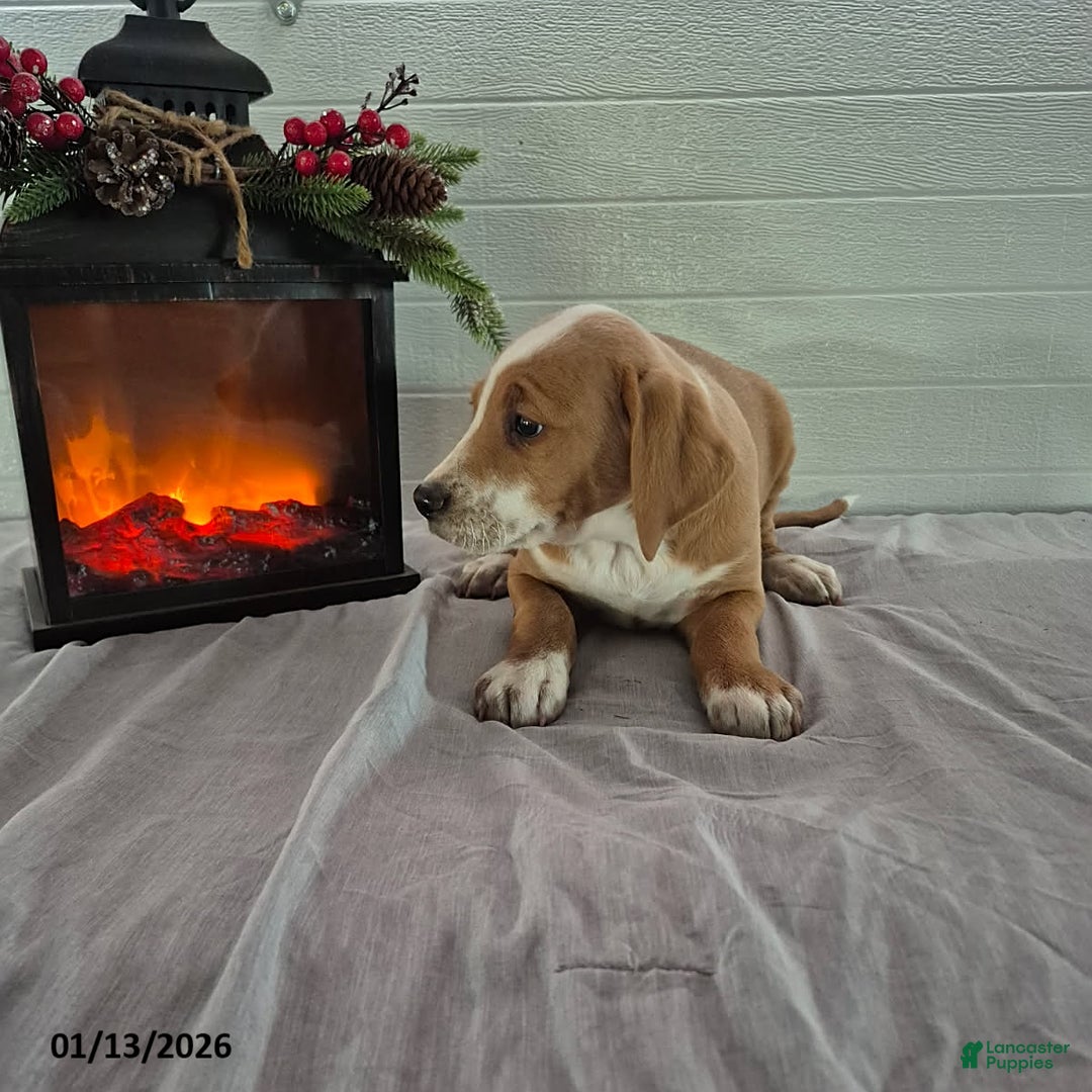 Mixed Breed dogs for sale: Hickory - Ad 2