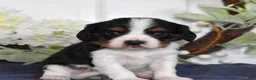 Cavalier King Charles Spaniel dogs for sale: Pretzel  - Ad 7