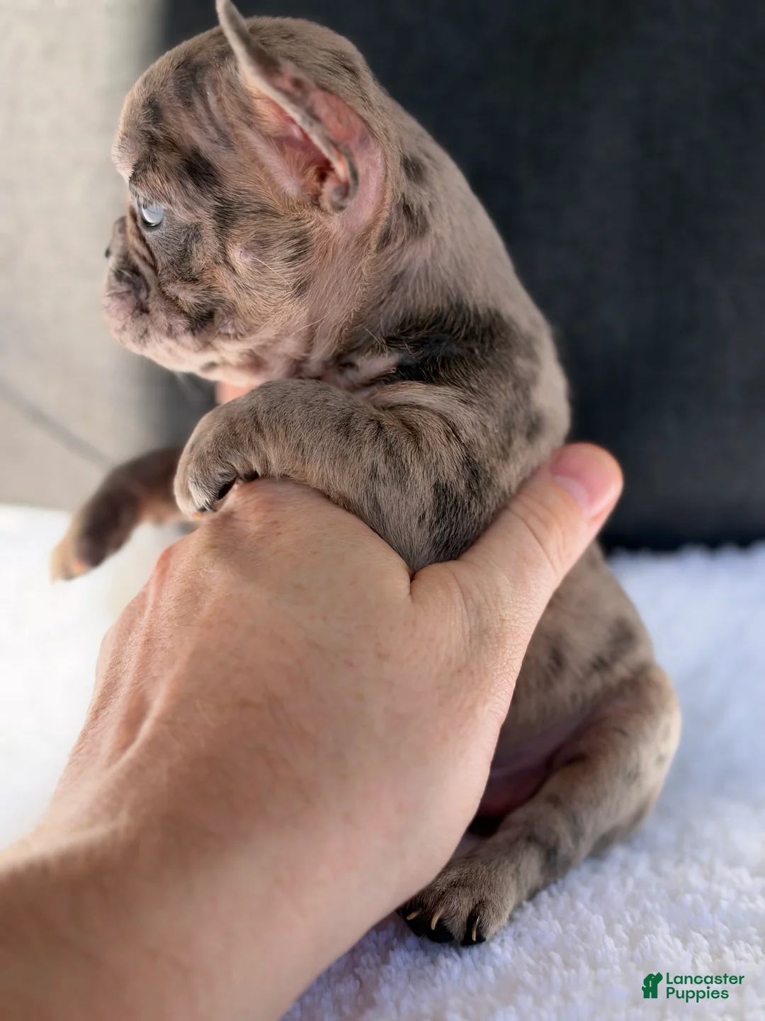 French Bulldog dogs for sale: French Bulldog 4 - Ad 1