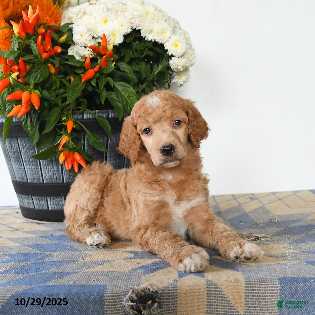 Standard Poodle dogs for sale: Tulip - Ad 3