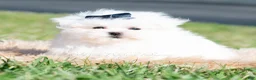 Maltese dogs for sale: Avalanche - Ad 5