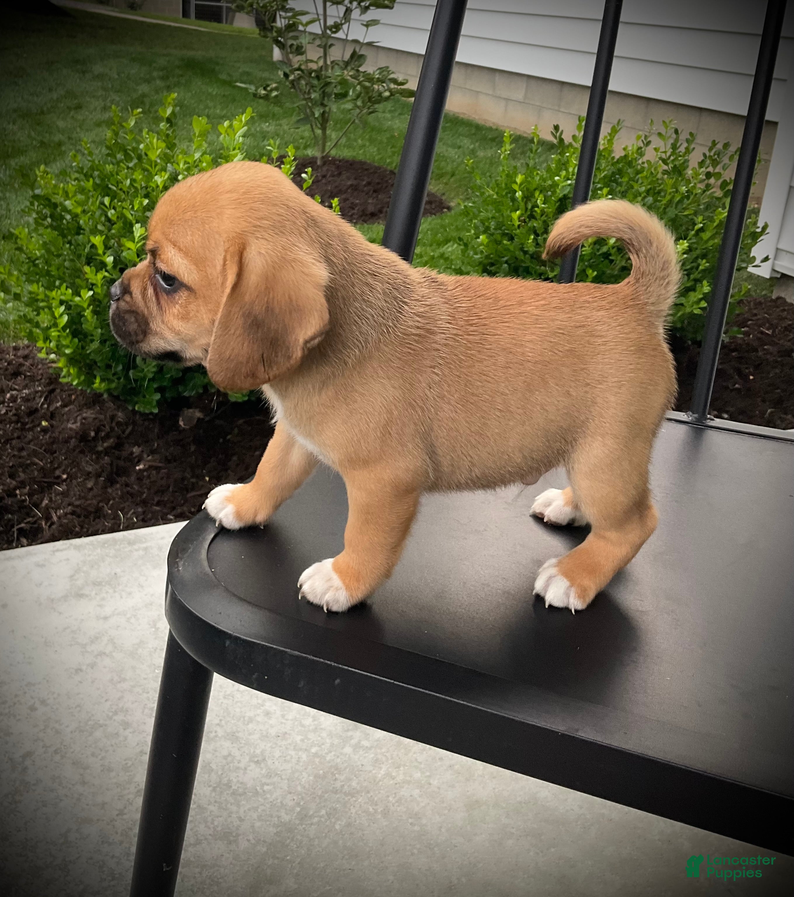 Puggle dogs Scout  - Ad 2