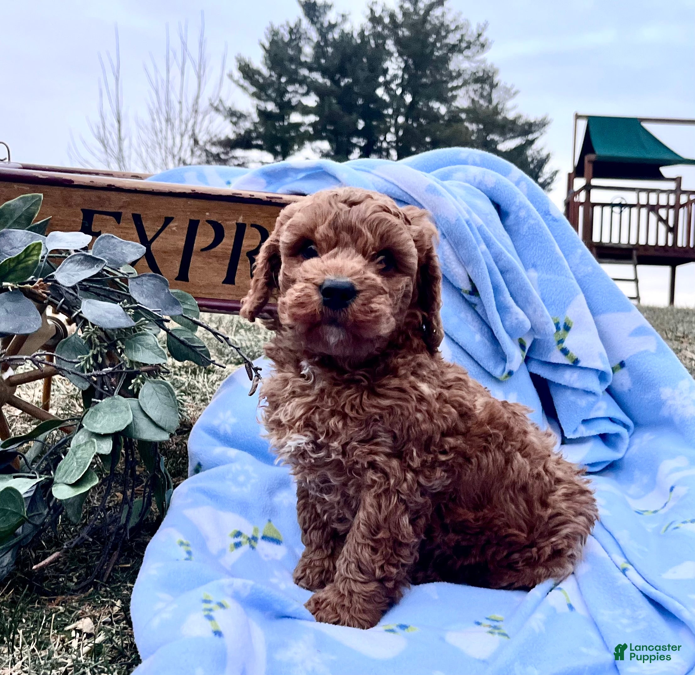 Mini Goldendoodle dogs Charming Robert❤️Call 717-548-2054 - Ad 27