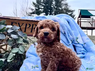 Mini Goldendoodle dogs Charming Robert❤️Call 717-548-2054 - Ad 24