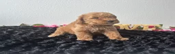 Mini Goldendoodle dogs for sale: Brody - Ad 3