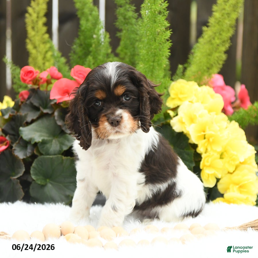 English Cocker Spaniel dogs Sunkist - Ad 1