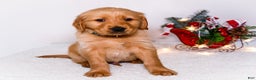 Golden Retriever dogs for sale: Benjy - Ad 5