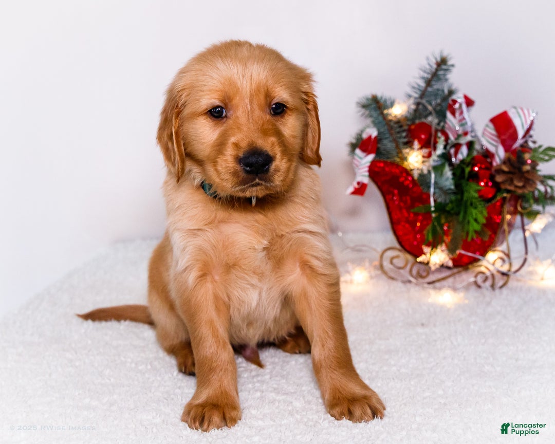 Golden Retriever dogs for sale: Benjy - Ad 5
