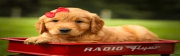 Golden Retriever dogs for sale: Hunter💙 - Ad 7