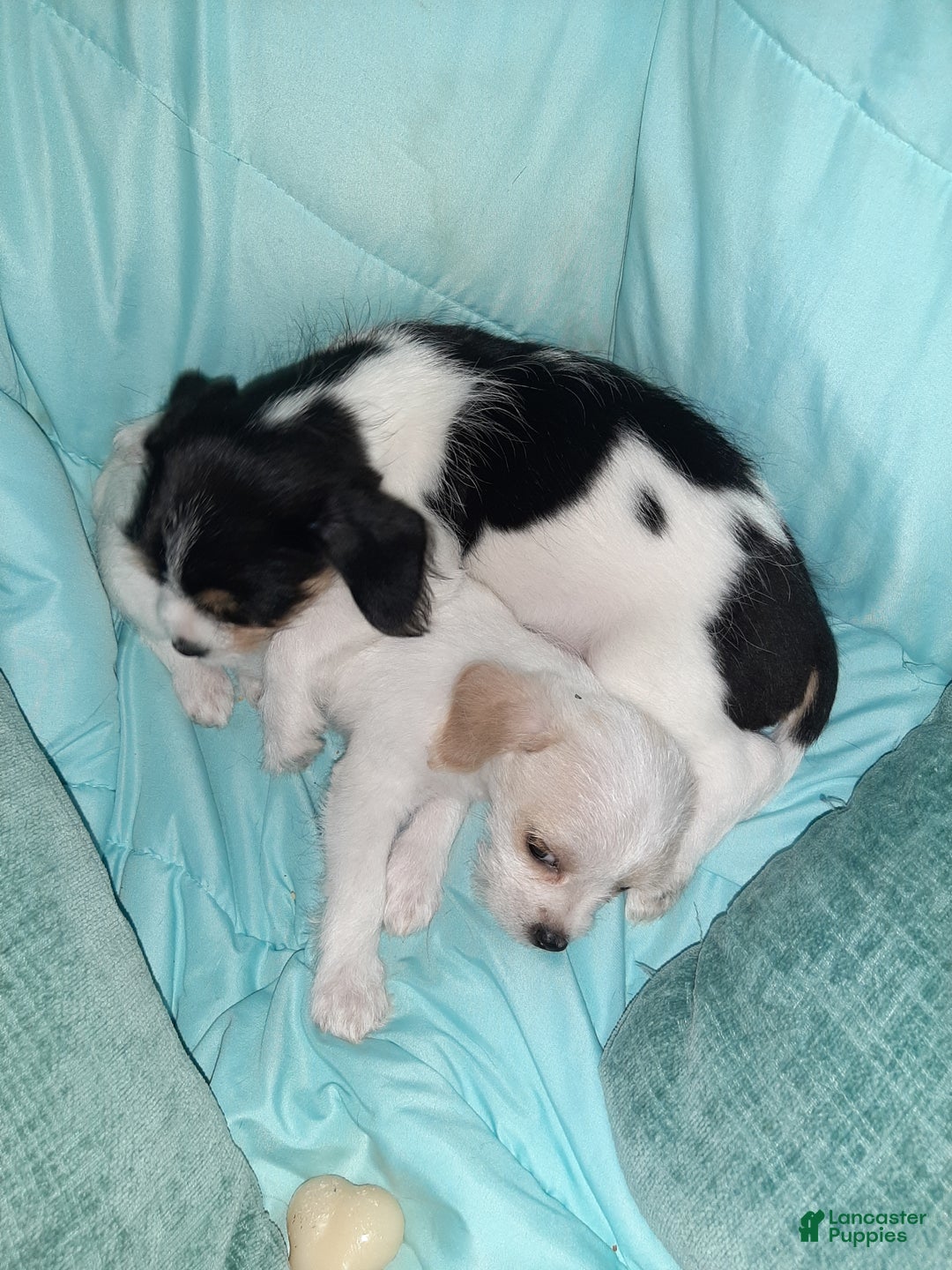 Gallery Image {{count}}