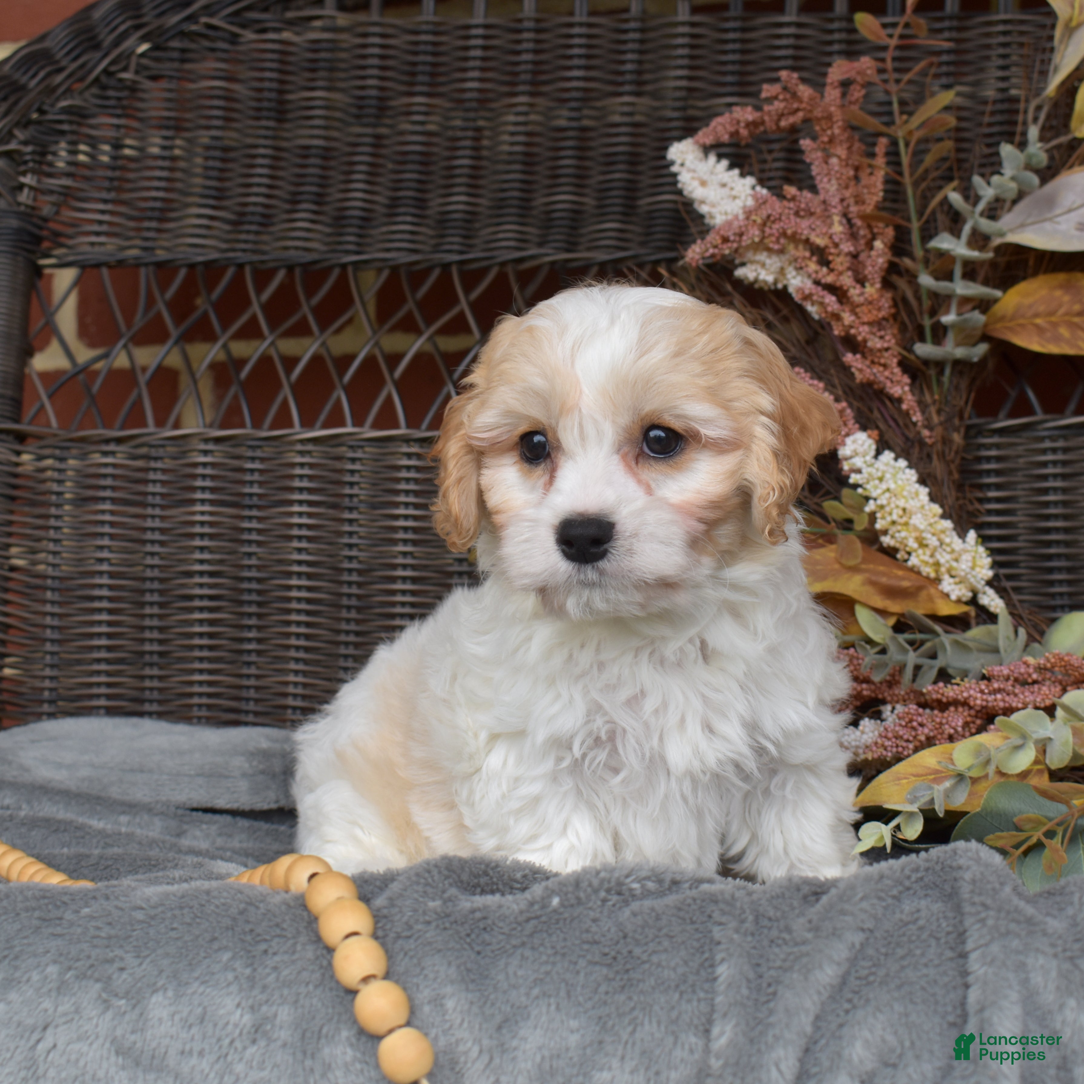 Cavachon dogs Latte - Ad 2