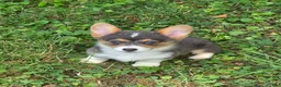 Welsh Corgi Pembroke dogs for sale: Lara the low rider  - Ad 2