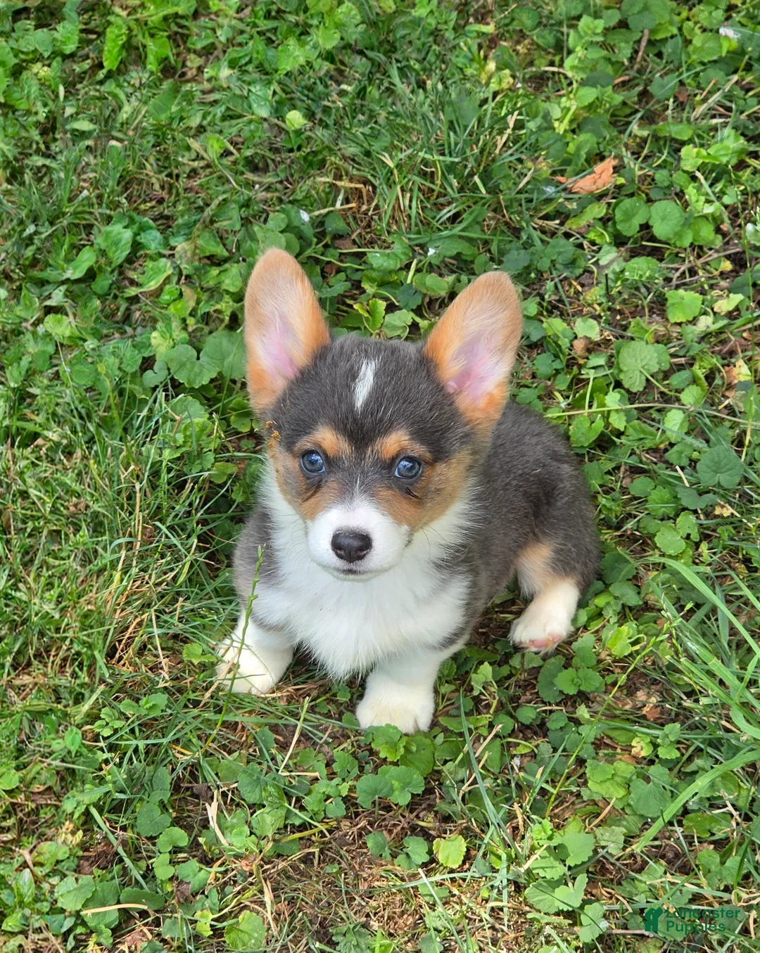 Welsh Corgi Pembroke dogs for sale: Lara the low rider  - Ad 2