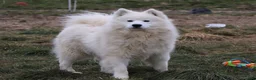 Samoyed dogs for sale: Koda - Ad 13