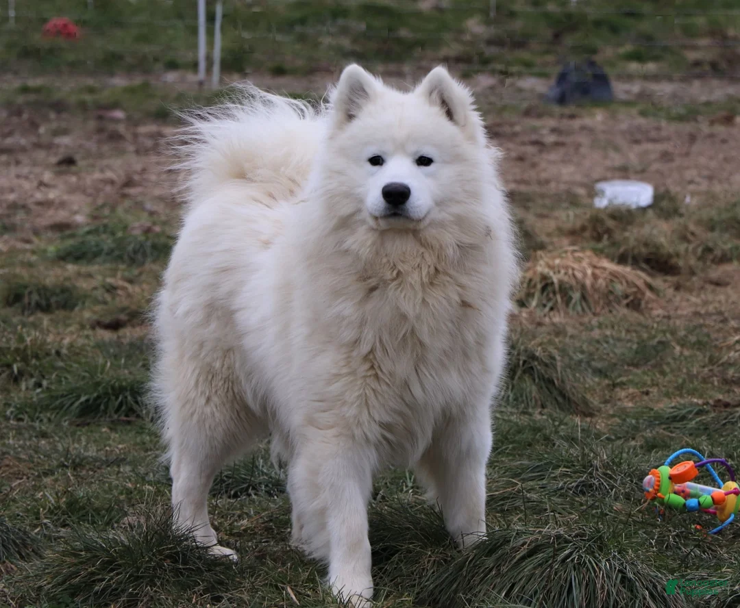 Samoyed dogs for sale: Koda - Ad 13