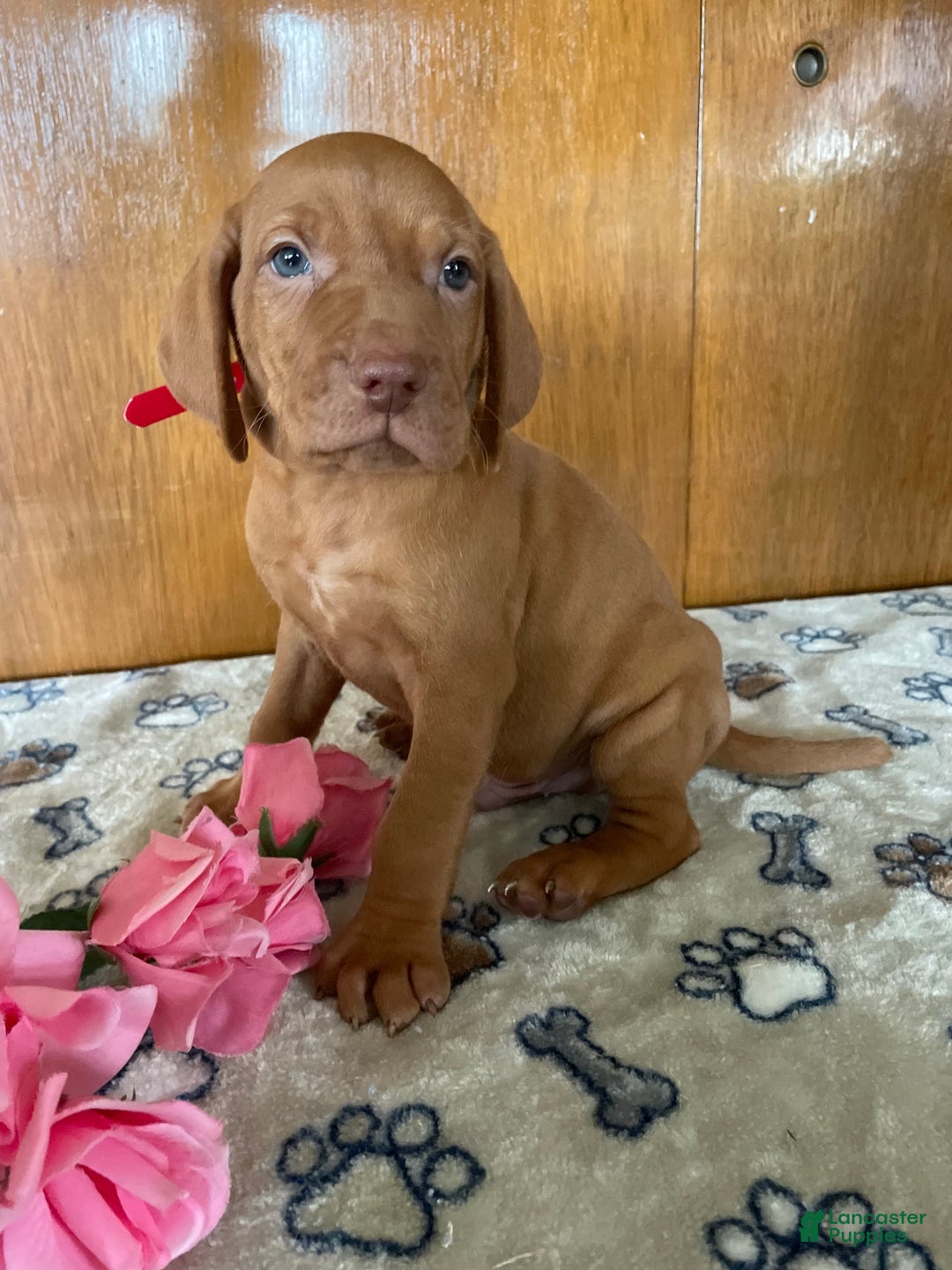 Vizsla dogs for sale: Victor - Ad 1