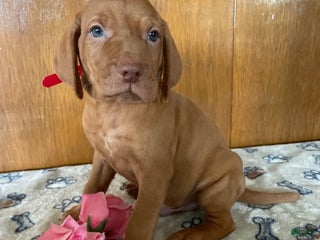 Vizsla dogs Victor - Ad 10