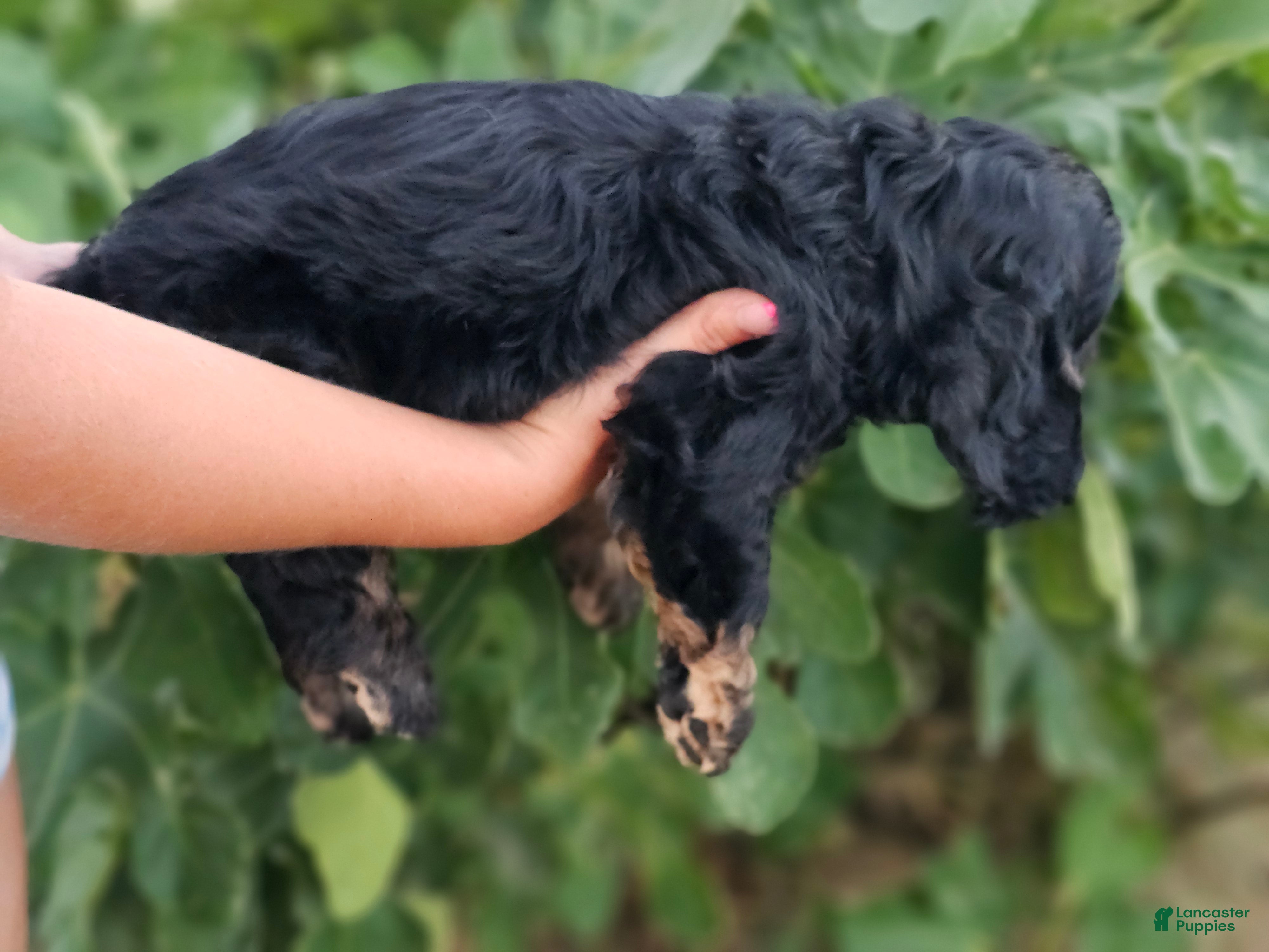 Cocker Spaniel dogs Bashful  - Ad 2