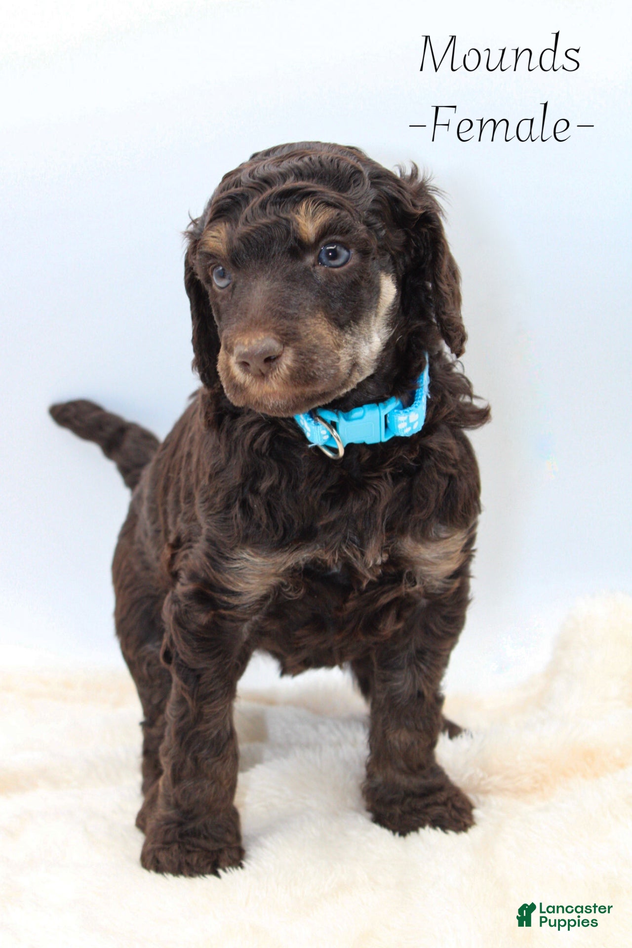 Standard Poodle dogs Mounds - Ad 20