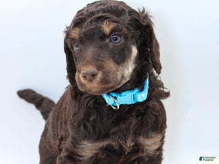 Standard Poodle dogs Mounds - Ad 32