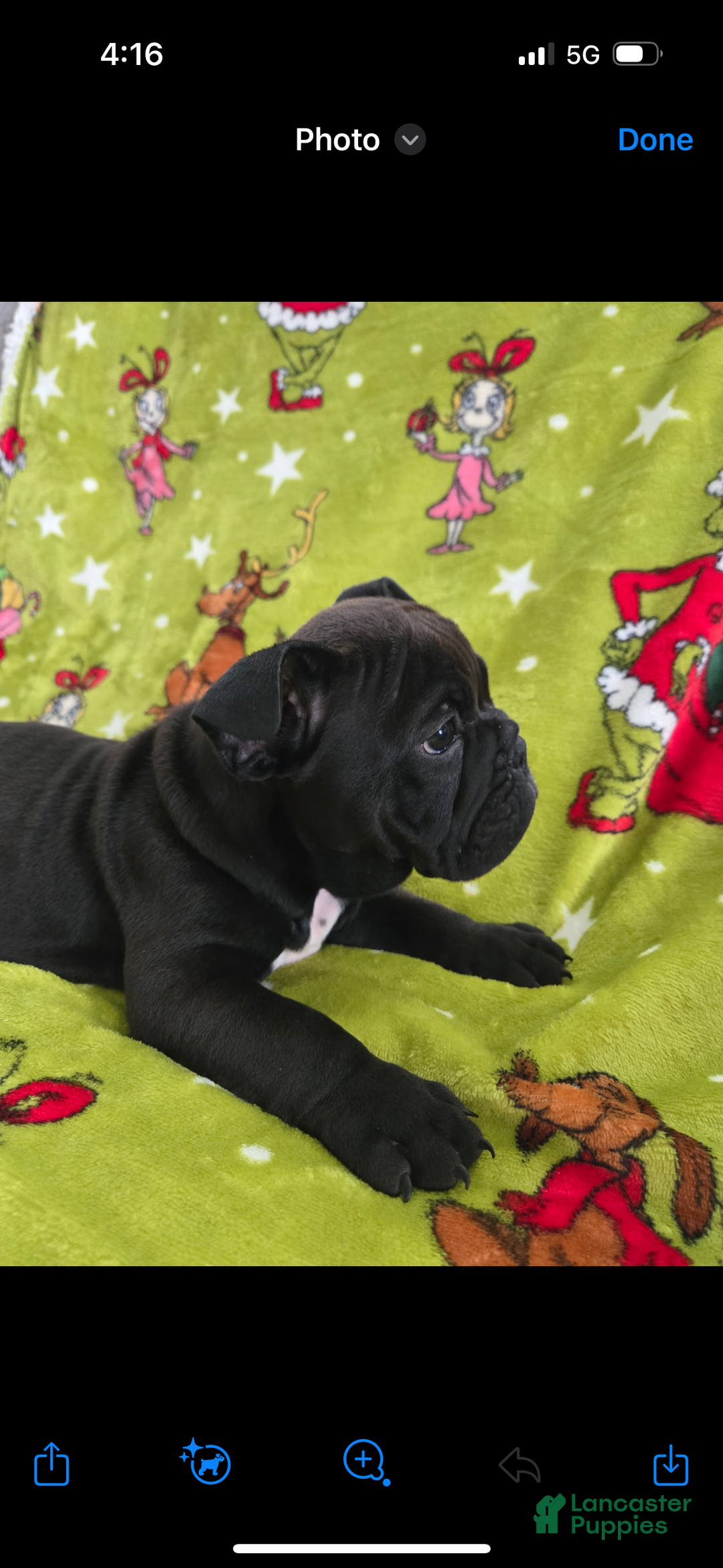 English Bulldog dogs for sale: Lucy - Ad 14