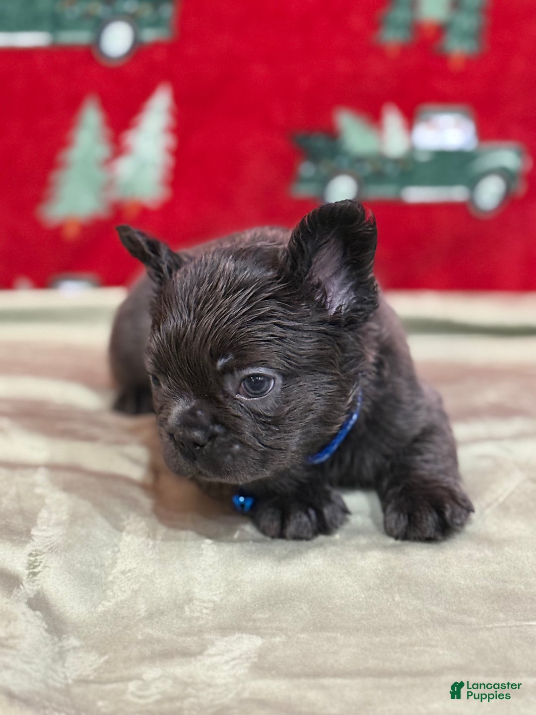 French Bulldog dogs for sale: 💙 Frost - Ad 7