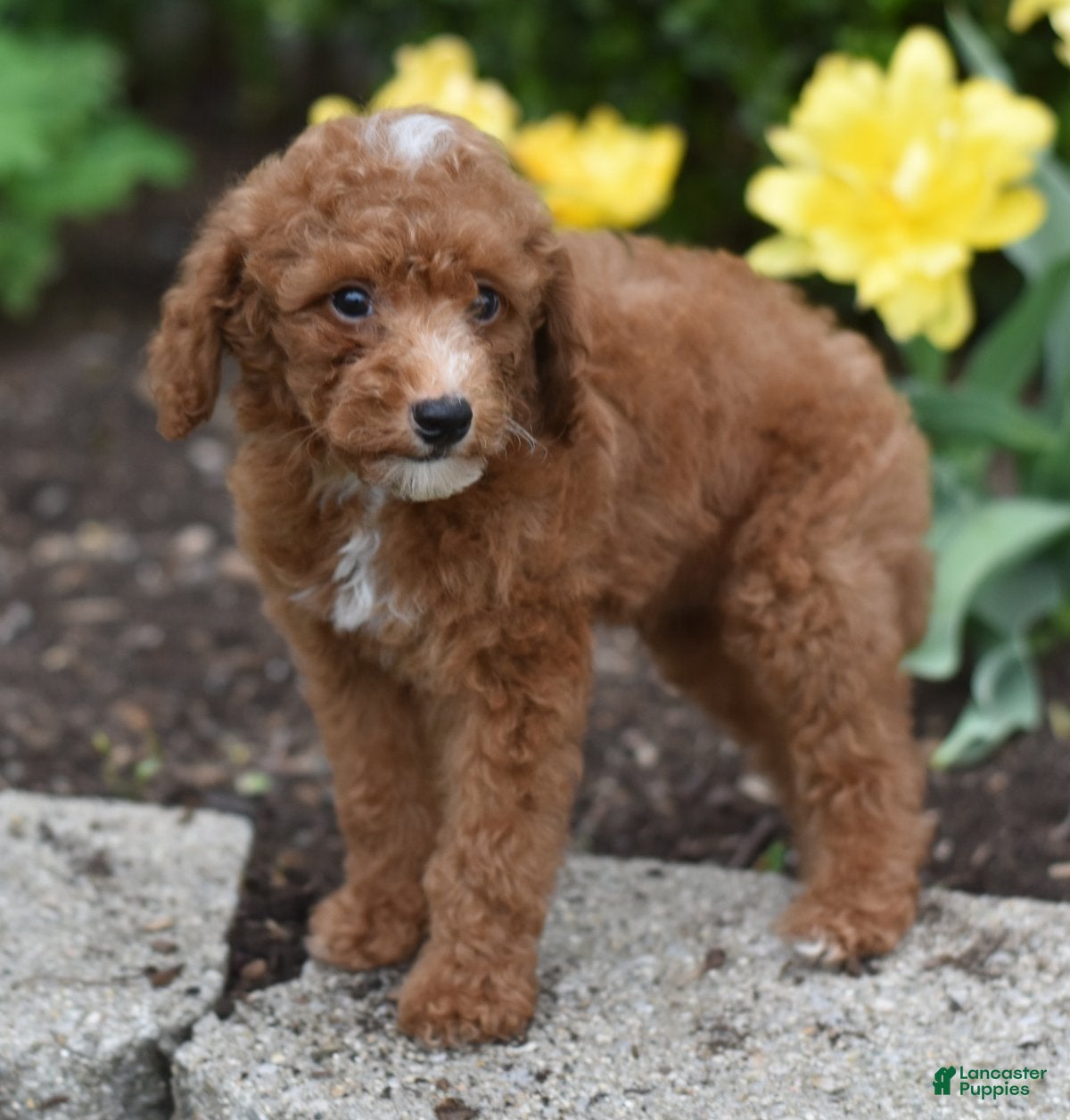 Miniature Poodle dogs Presley - Ad 1