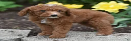 Miniature Poodle dogs for sale: Presley - Ad 1