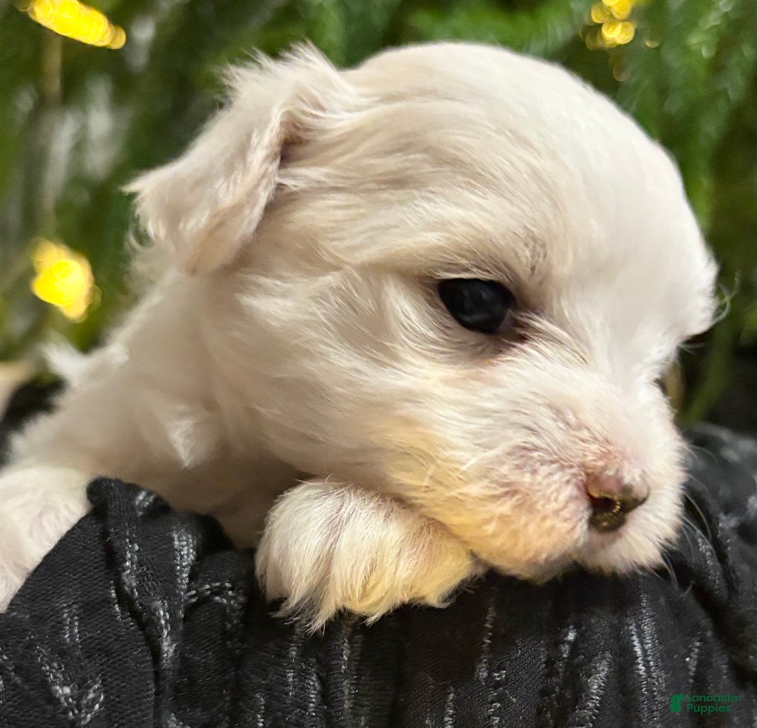 Maltese dogs for sale: Chloe - Ad 12