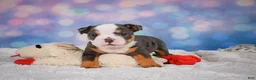 English Bulldog dogs for sale: Bruno - Ad 9