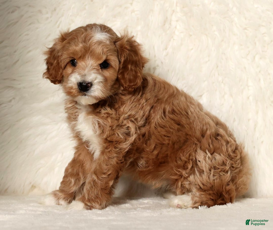 Cockapoo dogs for sale: Nicolas - Ad 2