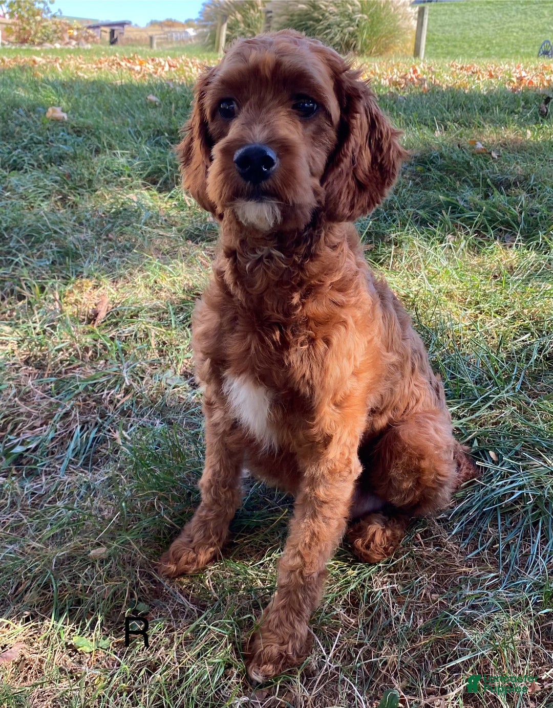 Cavapoo dogs for sale: Smokey - Ad 9