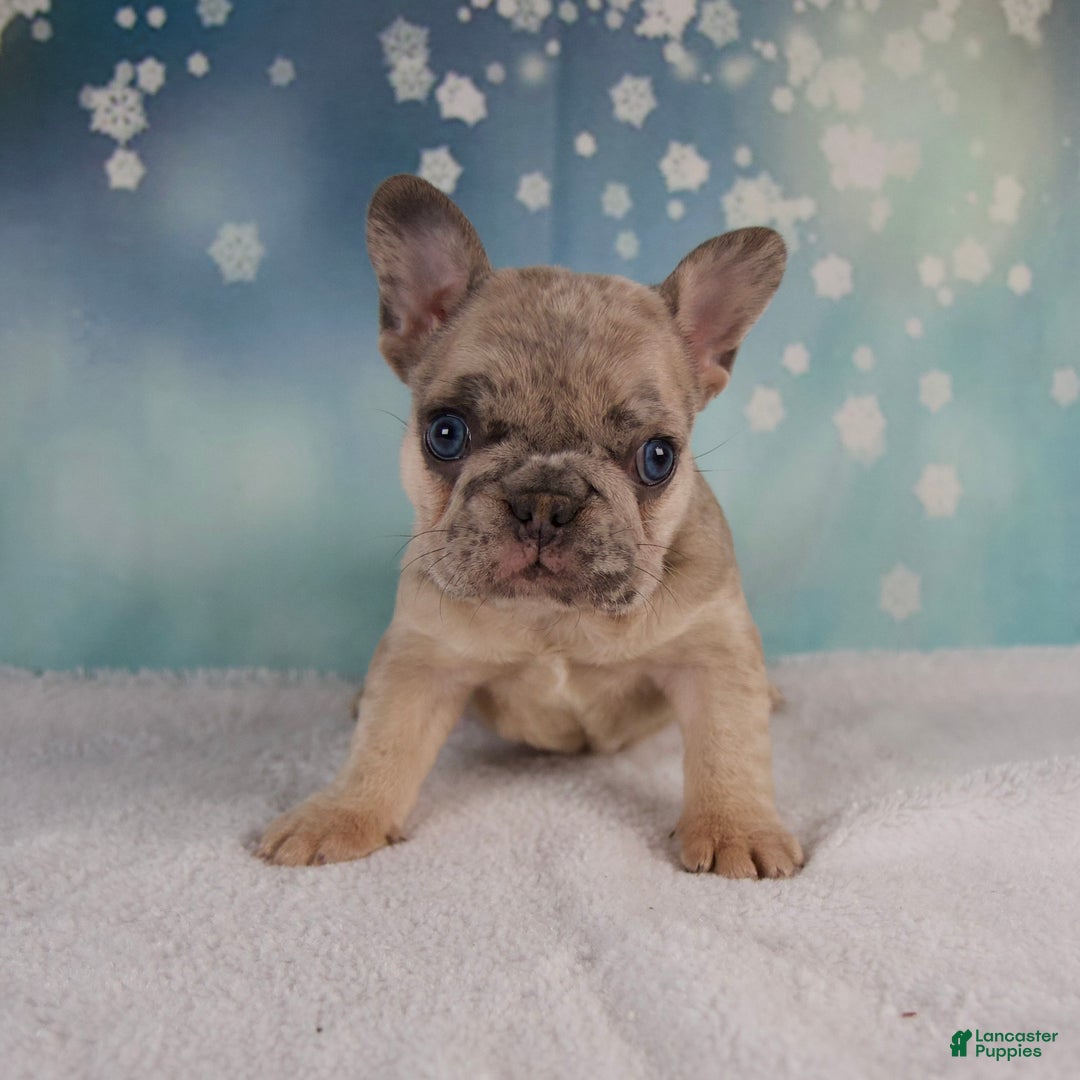 French Bulldog dogs for sale: Macy - Ad 9